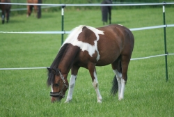 17IMG_0625.jpg
